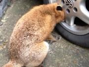 Fox with head stuck in wheel