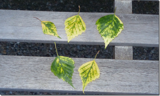 Chlorosis on Silver Birch leaves