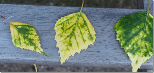 Close-up of Silver Birch leaves exhibiting Chlorosis