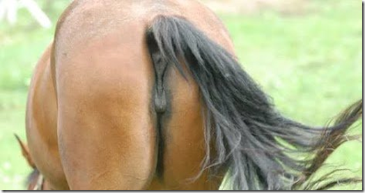 Rear end of a horse