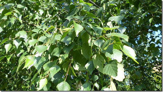 Close-up of healthy leaves on a branch following a spring and early-summer of heavy watering and feeding