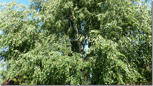 Our Silver Birch back in around 2017